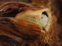 Andricus foecundatrix, larva  7496