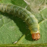 Diurnea fagella, caterpillar  7508
