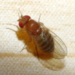 Drosophila melanogaster group  7520