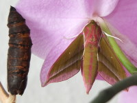 Deilephila elpenor, size comparison  7521