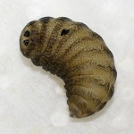 Deilephila elpenor Endoparasitoid, larva of endoparasitoid  7523
