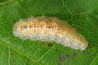 Syrphus sp., larva  7525