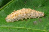 Syrphus sp., larva  7526