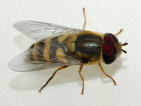 Syrphus sp., male  7538