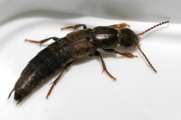 Ocypus aeneocephalus