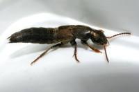 Ocypus aeneocephalus  7546