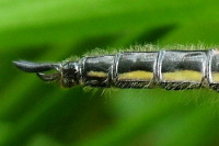 Libellula quadrimaculata, männlich  75