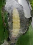 Diurnea fagella, caterpillar with web  7608
