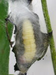 Diurnea fagella, caterpillar with web  7609