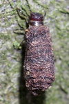 Cryptocephalinae sp., case bearing larva  7638