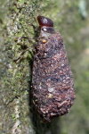 Cryptocephalinae sp., case bearing larva  7639