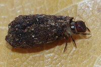 Cryptocephalinae sp., case bearing larva  7640