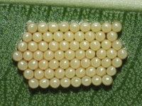 Nezara viridula, eggs  7709