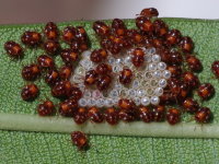 Nezara viridula, larvae (L1)  7715