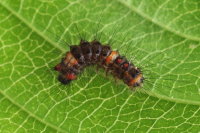 Orgyia antiqua, caterpillar (L2)  7732