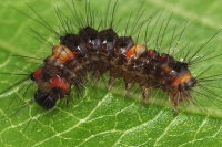 Orgyia antiqua, caterpillar (L2)  7733