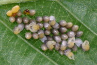 Harmonia axyridis, hatching larvae  7744