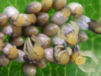 Harmonia axyridis, hatching larvae  7745
