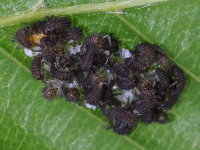 Harmonia axyridis, larvae (L1)  7746