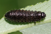 Gonioctena viminalis, larva  7753