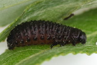 Gonioctena viminalis, larva  7754