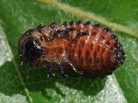 Gonioctena viminalis, larva  7755