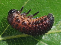 Gonioctena viminalis, larva  7756