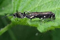 Macrophya alboannulata/albicincta, Paarung  7786