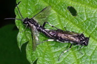 Macrophya alboannulata/albicincta, Paarung  7787