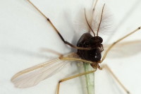 Microtendipes pedellus, male  7792