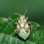Lygus sp., larva  7838