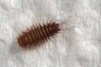 Anthrenocerus australis, larva  7861