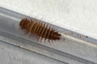Anthrenocerus australis, larva  7862
