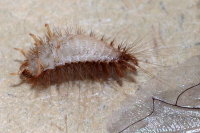 Anthrenocerus australis, larva  7863
