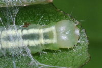 Carcina quercana, caterpillar  7869