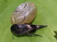 Tomoxia bucephala