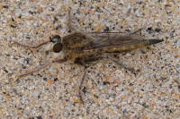 Asilidae sp., female  791