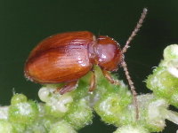 Neocrepidodera ferruginea