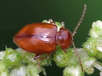 Neocrepidodera ferruginea  7929