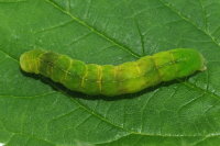 Phlogophora meticulosa, caterpillar  7943