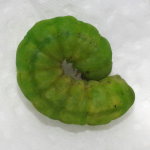 Phlogophora meticulosa, caterpillar  7944