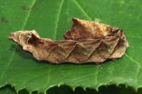 Thyatira batis, caterpillar  7978