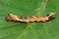 Thyatira batis, caterpillar  7979