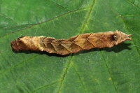 Thyatira batis, caterpillar  7980