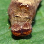 Thyatira batis, caterpillar  7982