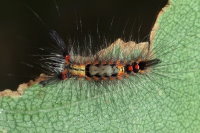 Orgyia antiqua, caterpillar (L3)  7983