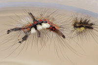 Orgyia antiqua, caterpillar (L4)  7984