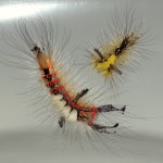Orgyia antiqua, caterpillar (L5)  7985