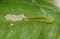 Caloptilia populetorum, caterpillar  7999