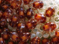 Nezara viridula, larvae (L1)  8012